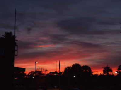 [Very vivid pinky-oranges and purple-greys in the sky above the trees and buildings. The pinky-orange is in the sky right at the tree line.]